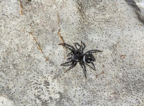Heliophanus sp.